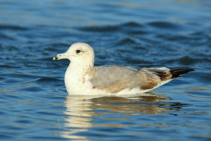 Goéland de Californie immature auau241485
