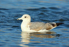 California Gull