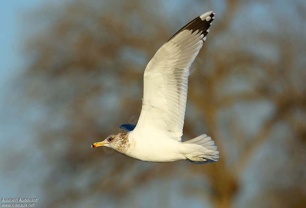 California Gull