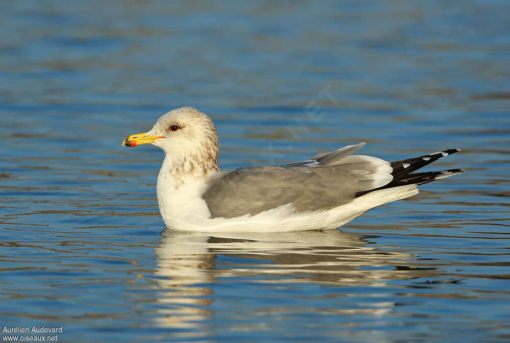 Goéland de Californieadulte internuptial, identification