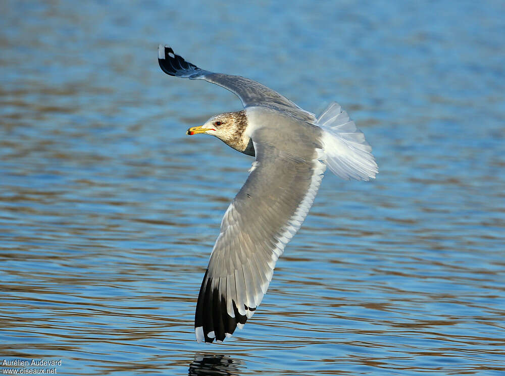 California Gulladult post breeding, Flight