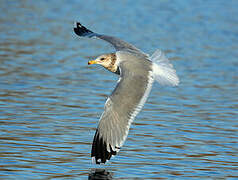 California Gull