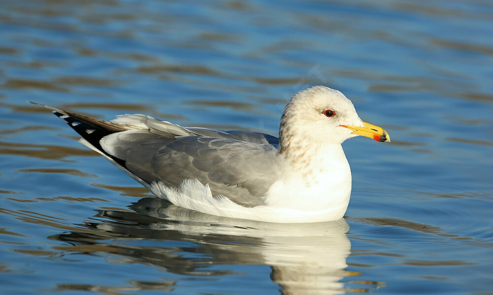 California Gull