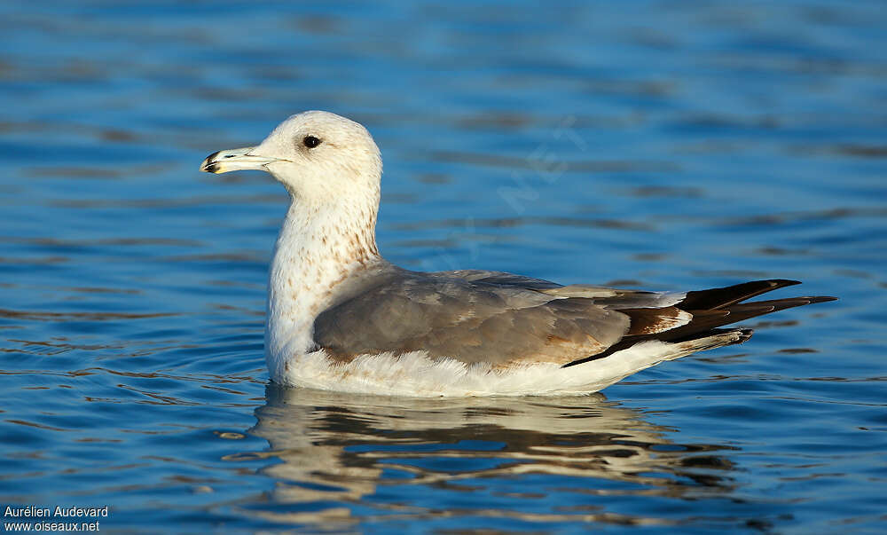 California GullThird  year, identification