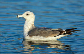 California Gull