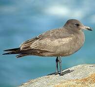 Heermann's Gull