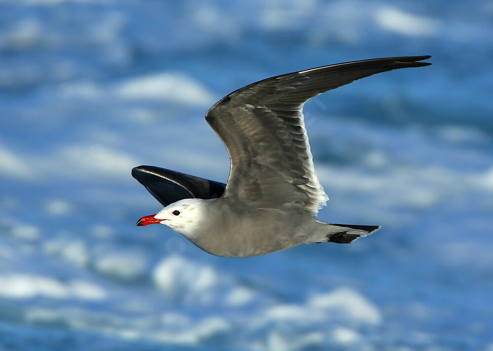 Heermann's Gulladult breeding, Flight