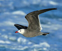 Heermann's Gull