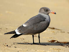 Heermann's Gull