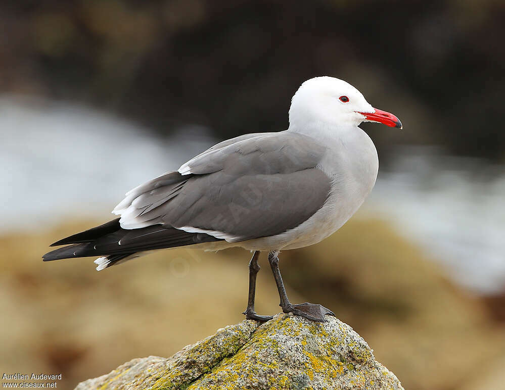 Goéland de Heermannadulte nuptial, identification