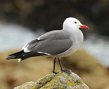 Heermann's Gull