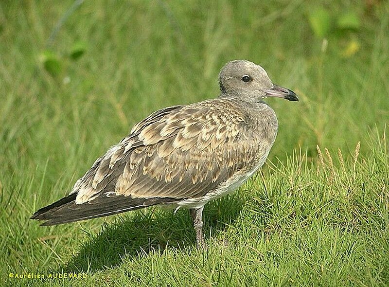 Sooty Gull