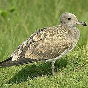 Sooty Gull