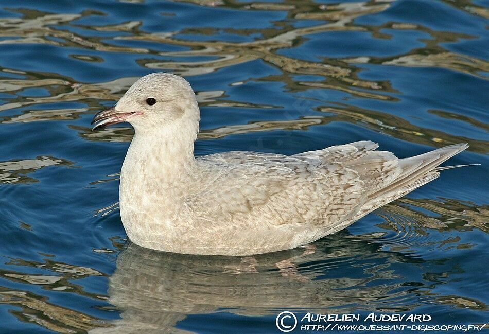 Iceland Gull (kumlieni), identification