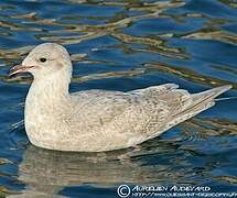 Iceland Gull (kumlieni)