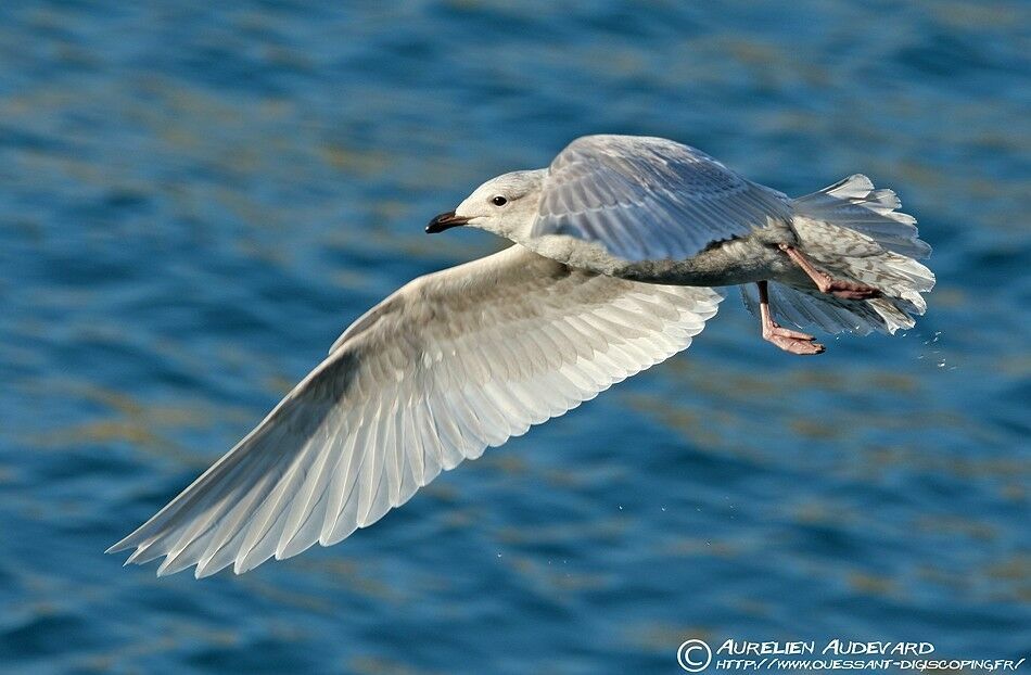 Iceland Gull (kumlieni), Flight