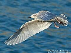 Iceland Gull (kumlieni)