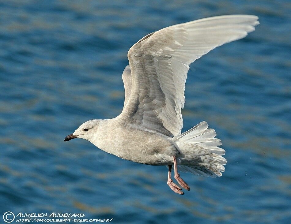 Iceland Gull (kumlieni)Second year