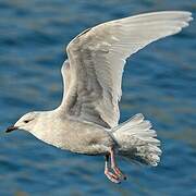 Iceland Gull (kumlieni)