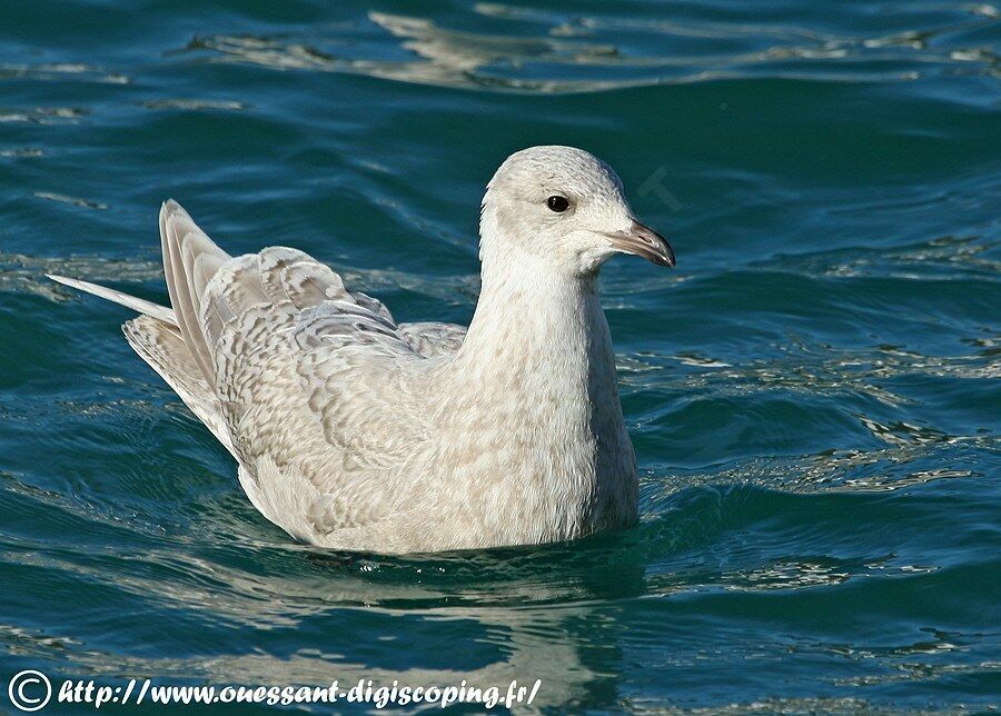 Iceland Gull (kumlieni)