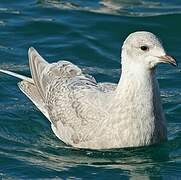 Iceland Gull (kumlieni)