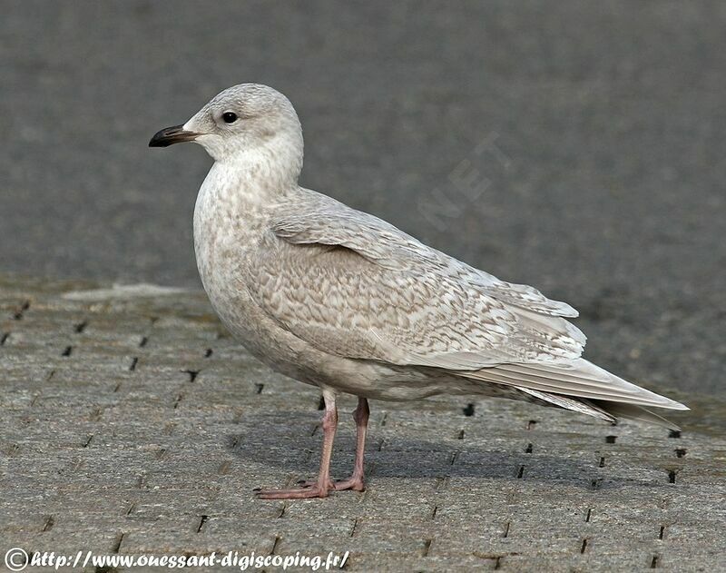 Iceland Gull (kumlieni), identification