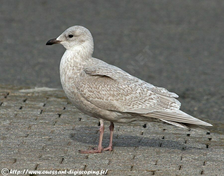 Iceland Gull (kumlieni), identification