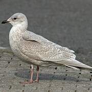 Iceland Gull (kumlieni)