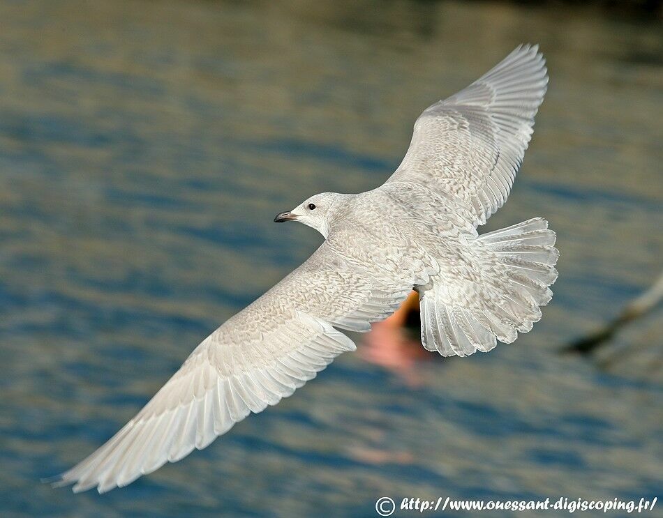 Iceland Gull (kumlieni)