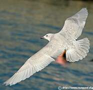 Iceland Gull (kumlieni)