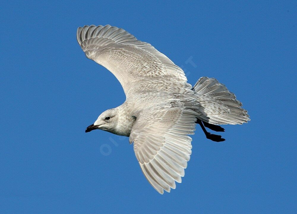 Iceland Gull (kumlieni), Flight