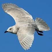 Iceland Gull (kumlieni)