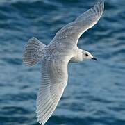 Iceland Gull (kumlieni)