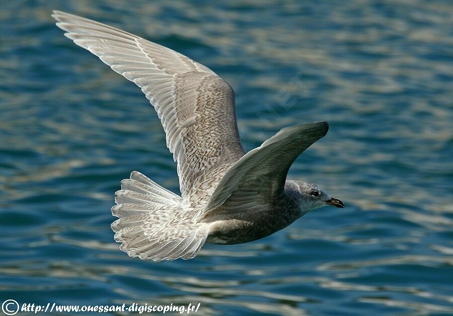 Iceland Gull (kumlieni), Flight