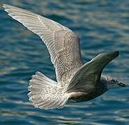 Iceland Gull (kumlieni)