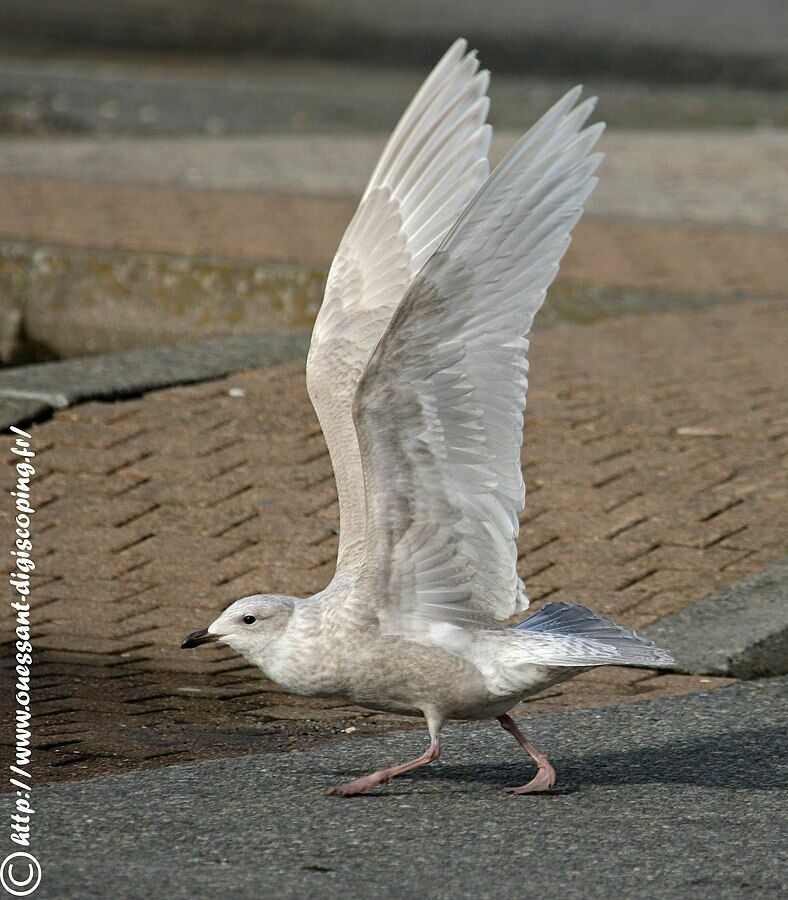 Iceland Gull (kumlieni)