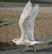 Iceland Gull (kumlieni)