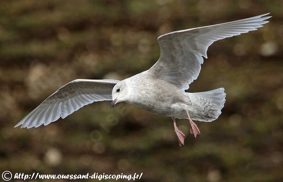 Iceland Gull (kumlieni)Second year