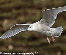 Iceland Gull (kumlieni)