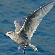 Iceland Gull (kumlieni)