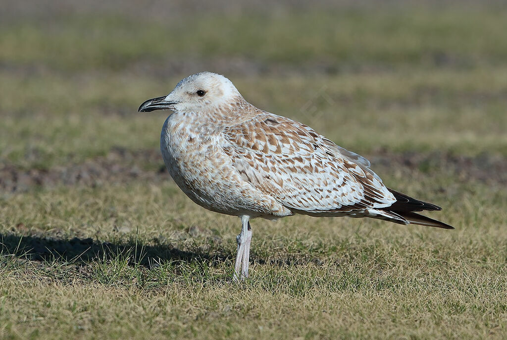 Mongolian Gull