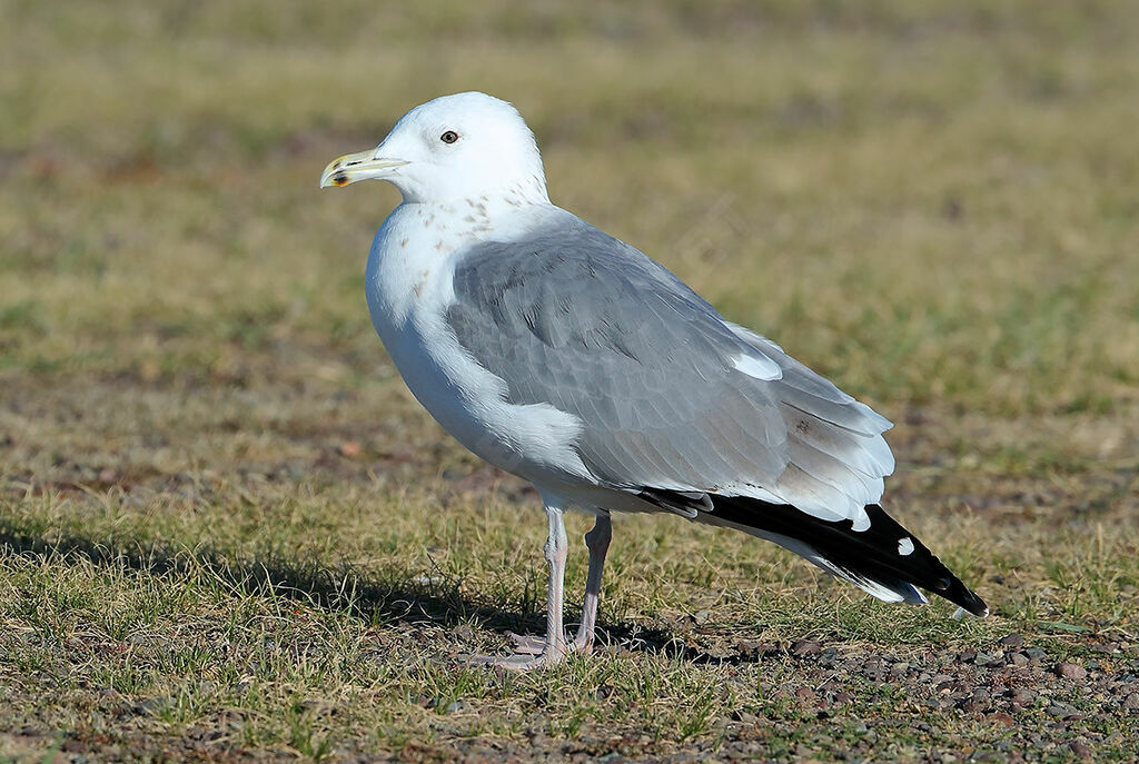 Mongolian Gullsubadult, identification