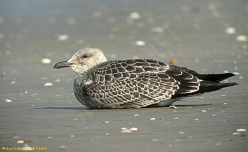 Lesser Black-backed Gull (heuglini)