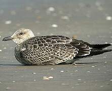 Lesser Black-backed Gull (heuglini)