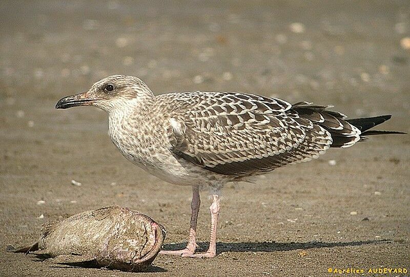 Lesser Black-backed Gull (heuglini)