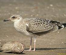 Lesser Black-backed Gull (heuglini)