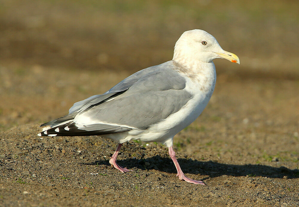 Goéland de Thayer