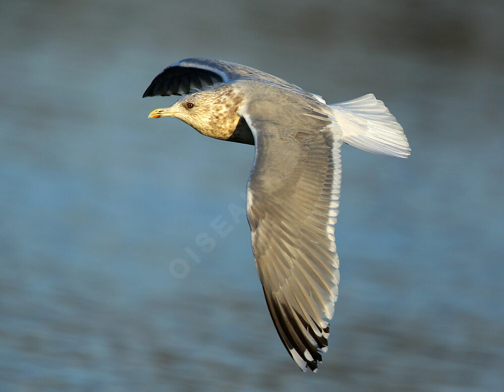 Iceland Gull (thayeri)