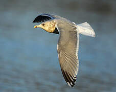 Iceland Gull (thayeri)