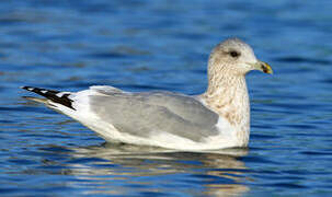 Iceland Gull (thayeri)